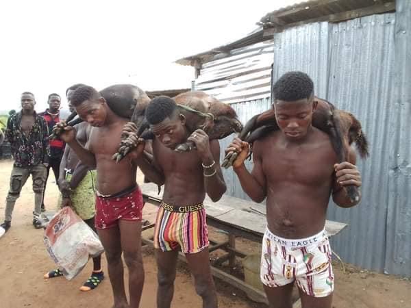 3 arrested, paraded for stealing goats in Benue community (Photos)