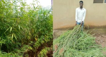 32-year-old man nabbed for cultivating marijuana