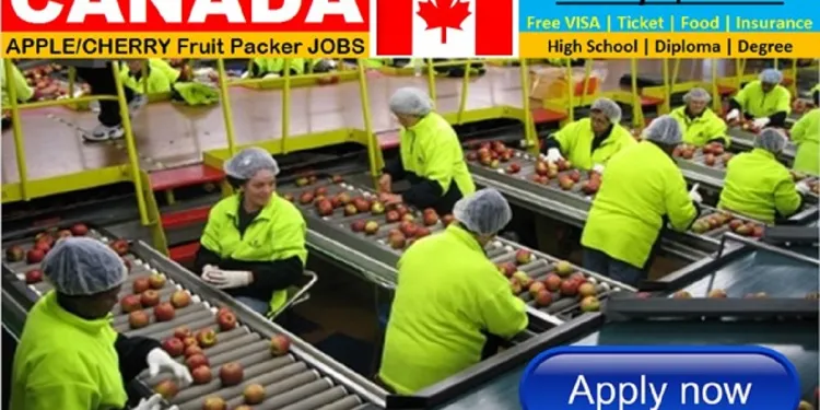 Apply for massive fruit packaging jobs in Canada 2023