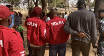 NDLEA raids Kano, nabs 198 in Operation Hana Maye, shuts down 21 drug spots