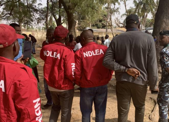 NDLEA raids Kano, nabs 198 in Operation Hana Maye, shuts down 21 drug spots