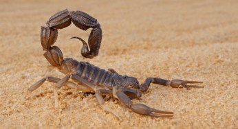 Local instant remedies for scorpion stings