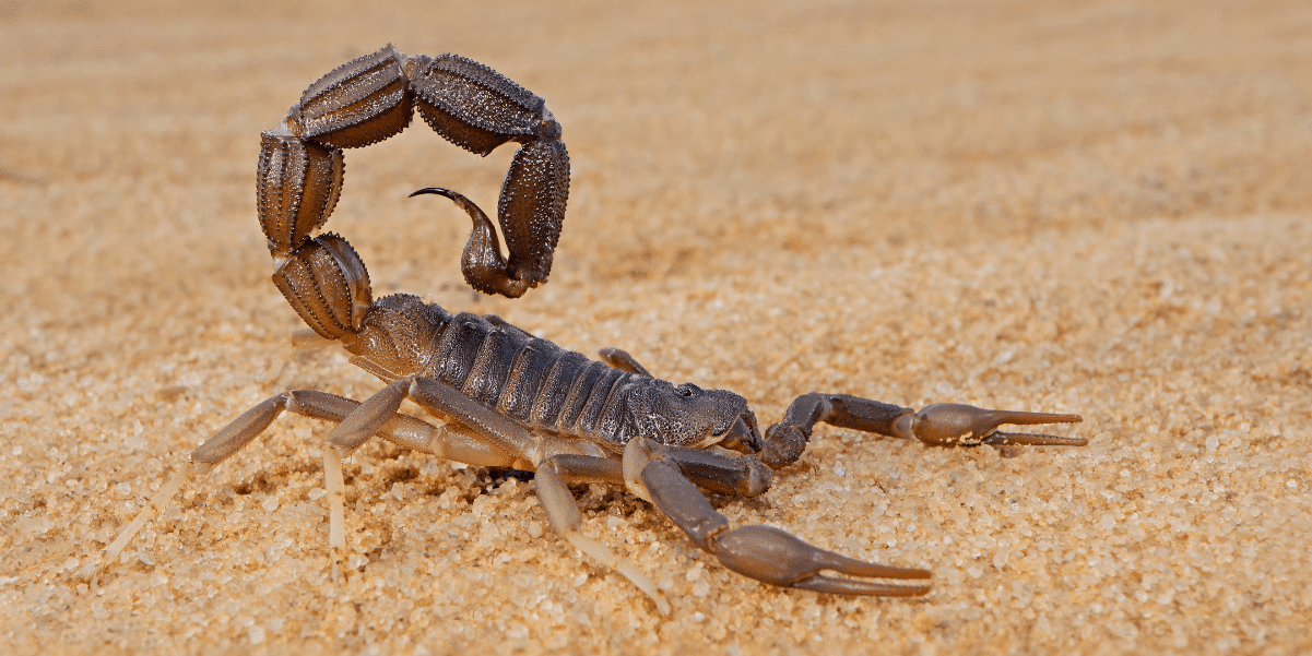 Local instant remedies for scorpion stings