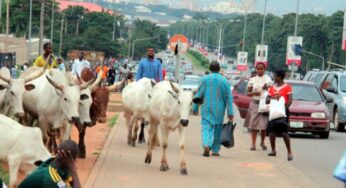 Wike sends warning to Fulani herdsmen in Abuja