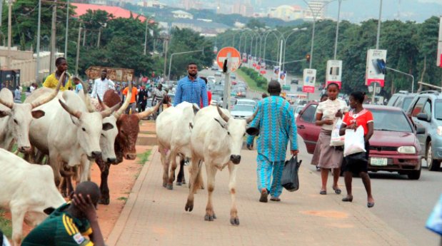 Wike sends warning to Fulani herdsmen in Abuja