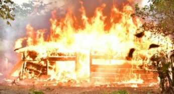 NDLEA’s raid on Edo forests: 317 tons of cannabis warehouses burnt, 4 arrested