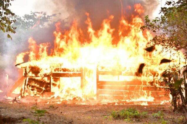 NDLEA’s raid on Edo forests: 317 tons of cannabis warehouses burnt, 4 arrested