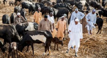 Buhari returns to his farm in Daura