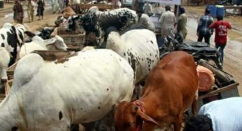 Abia govt uncovers 50 decomposed, 20 headless bodies near Lokpanta Cattle Market