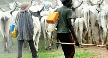 Sokoto community eliminates bandit, rescues livestock