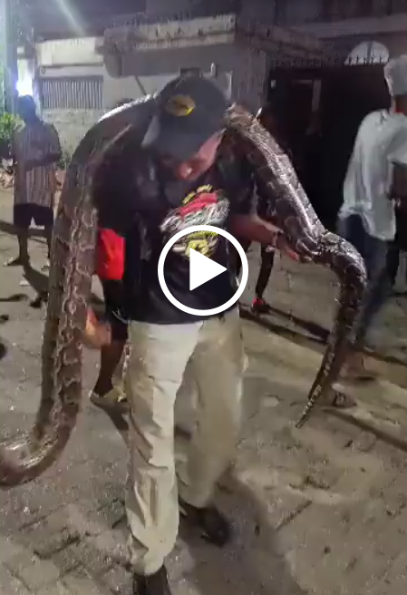 Dolphin Estate residents panic as huge python invades home in Lagos