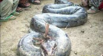 Residents shocked as python is killed in Dolphin Estate