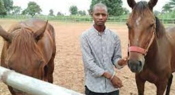 Police arrest man for stealing two female horses in Niger State