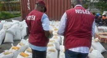 NDLEA seizes 478kg of illicit substances, arrests 90 in Kaduna