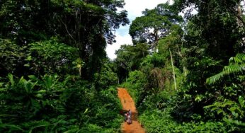 Ebonyi govt employs 2,600 youth as forest guards to tackle insecurity