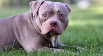 London woman mauled to death by her two extra-large bully dogs