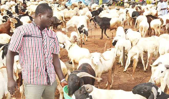 Nigerian Bank launches N150 million ram loan scheme for Sallah celebration