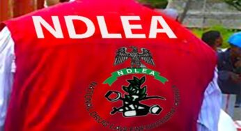 NDLEA seizes 60 bags of Ghanaian ‘Loud’ cannabis in Lagos