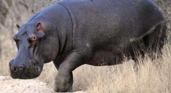 Kebbi: Hippopotamus kills Yauri Emir’s farm guard