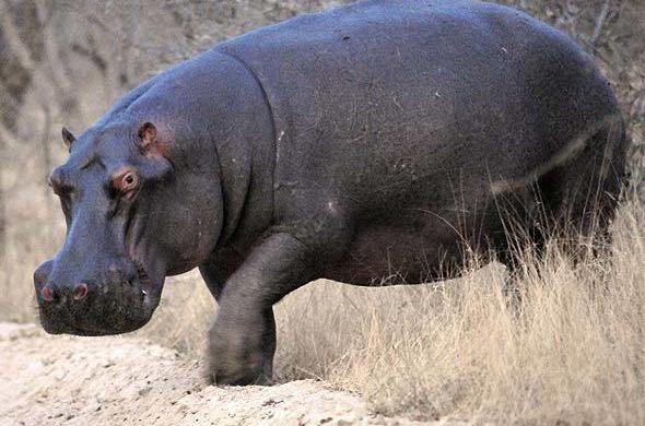 Kebbi: Hippopotamus kills Yauri Emir’s farm guard