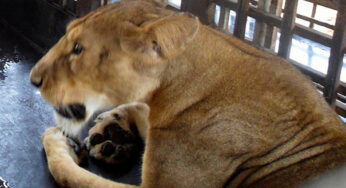 BREAKING: Lion Kills 35-Year-Old Zoo Worker at Obasanjo Presidential Library