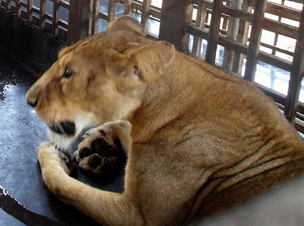 BREAKING: Lion Kills 35-Year-Old Zoo Worker at Obasanjo Presidential Library