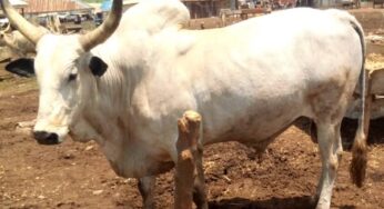 Celestial Church of Christ faces setback as thieves steal cows for Adult Harvest