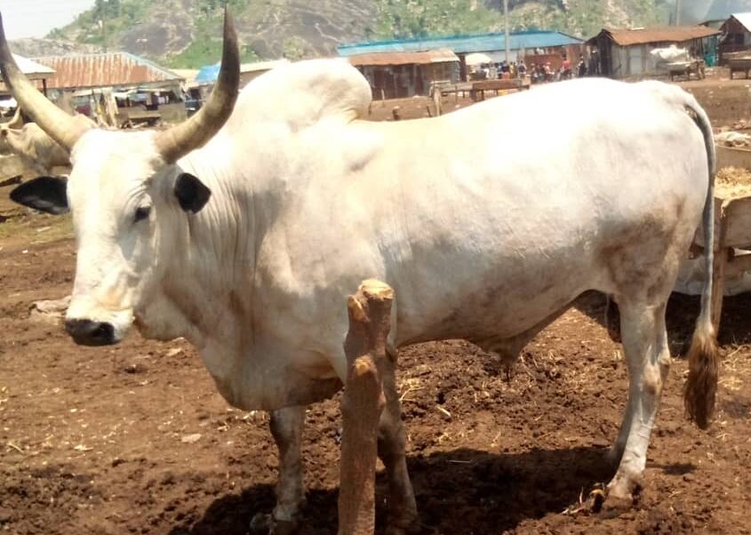 Celestial Church of Christ faces setback as thieves steal cows for Adult Harvest