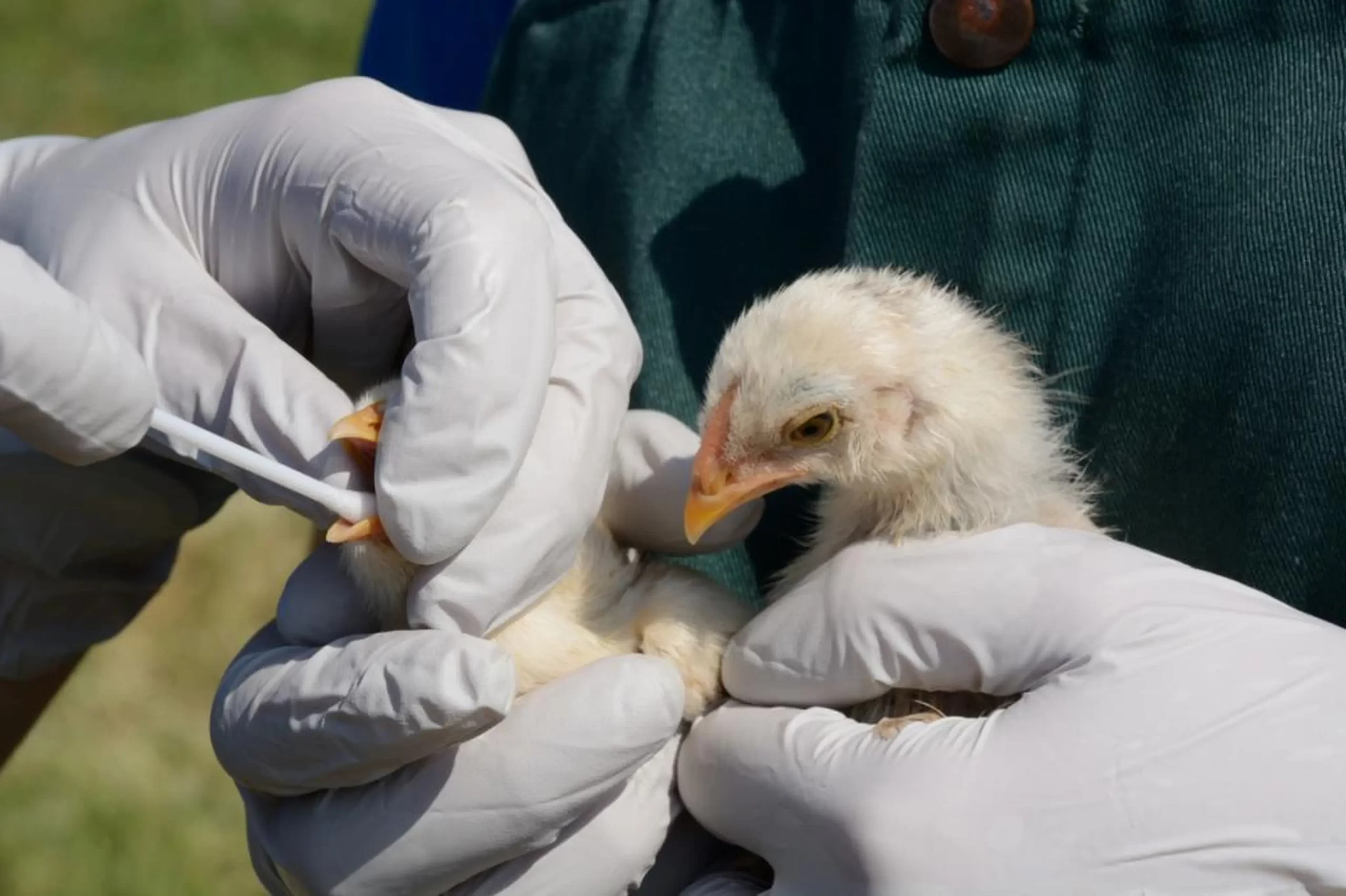 Rivers confirms bird flu outbreak in poultry farm Idoma Voice